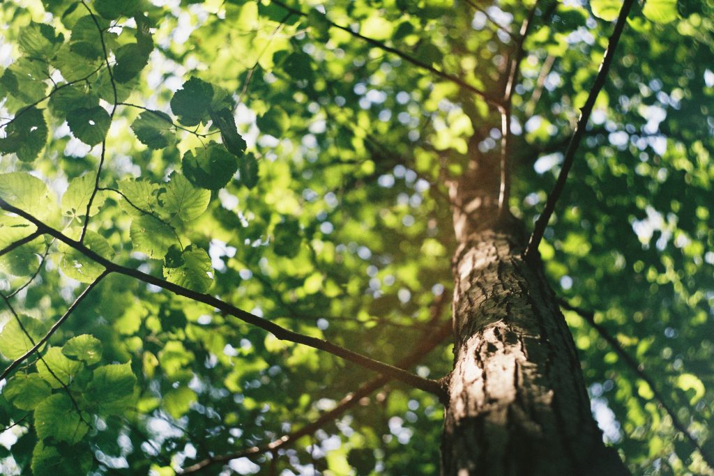 Picture of a tree