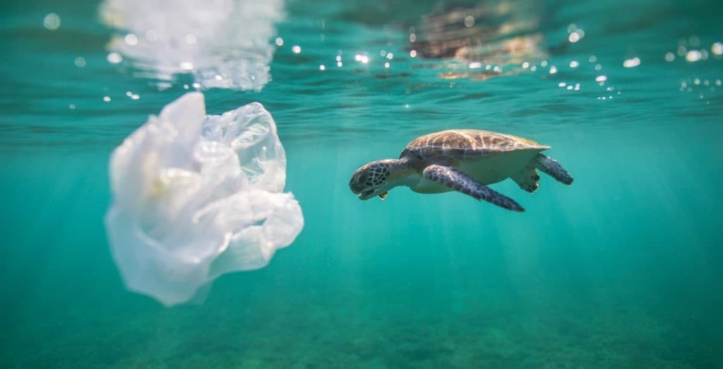 Sea Turtle swimming in the ocean with a plastic bag in the background.