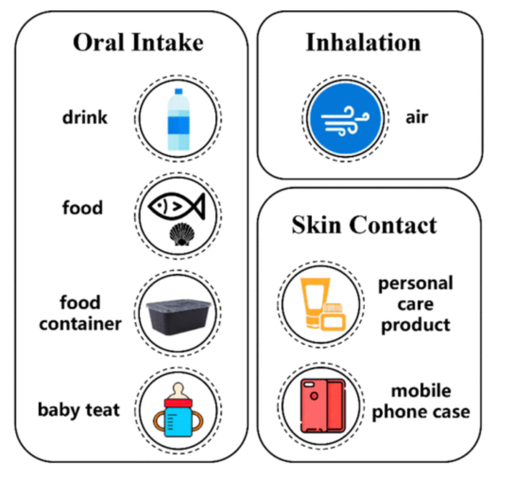 The most common variations in which microplastic intake can occur.
